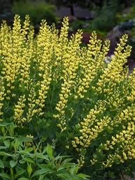 Baptisia American Goldfinch Proven winner plant