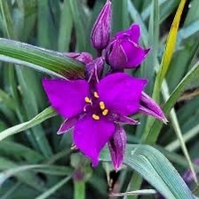 Tradescantia Concord grape Proven Winner Plants