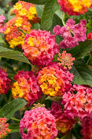 Lantana Lucious Berry Blend