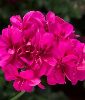 Geranium “Ivy League Deep Pink in the 50's"
